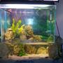 90 gallons freshwater fish tank (mostly fish and non-living decorations) - this is my 90 gallon openbottom fish tank's finished result. the maintenance is quite easy with the magnet scrubber and the only issue is moving and adjusting things in the top tank. I have just added more fish to the tank since it what extremely understocked. i currently have 2 south american chichlids, 1 gourmi, 4 convict chichlids, 1 jewel fish, 5 round goby fish, 1 window pane flounder, 2 plecos, 1 rainbow shark, 2 silver dollars. amongst the rocks i have 2 radican sword plant, 5 sword plants, 3 mangroves.