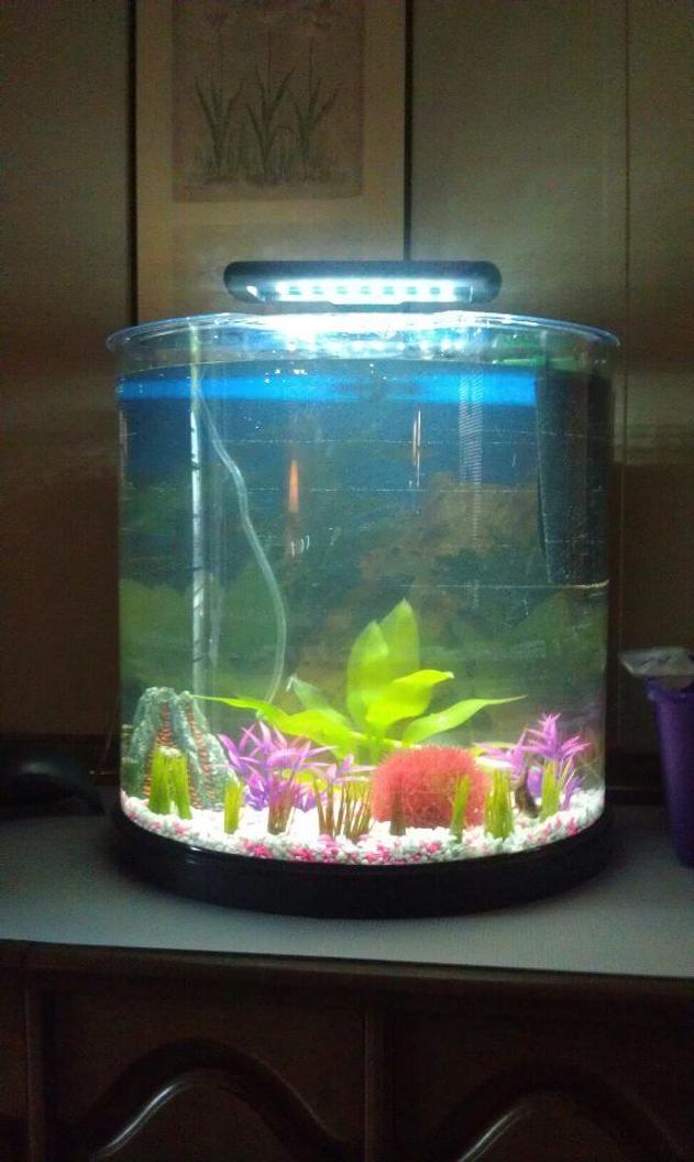10 gallons freshwater fish tank (mostly fish and non-living decorations) - Right after i got it...temporary cardboard background...fish seems to enjoy it         (bottom right corner). Have a bubble wand and a bubble volcano and grass border. Need taller plants.