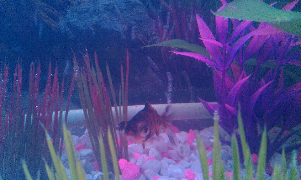 freshwater fish - carassius auratus - telescope goldfish stocking in 10 gallons tank - Tiger Telescope Goldfish