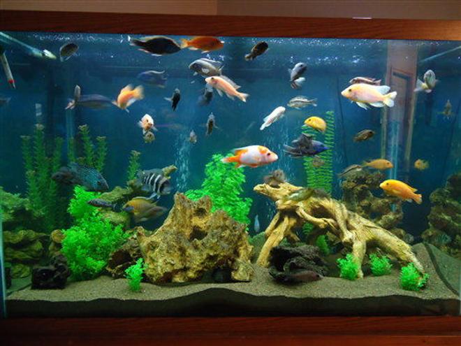 150 gallons freshwater fish tank (mostly fish and non-living decorations) - 150 gallon mixed cichlid