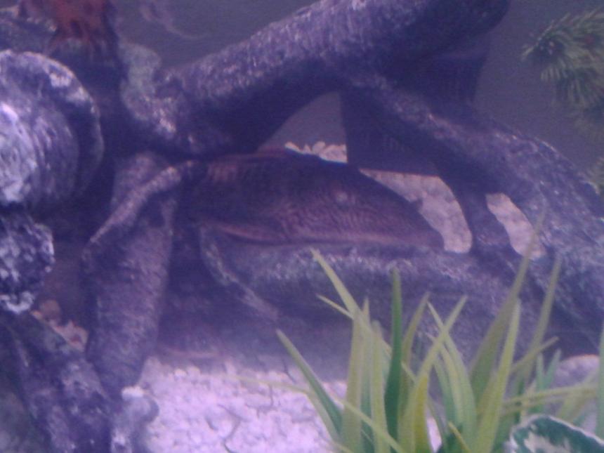 Rated #105: Freshwater Fish - Ancistrus Sp. - Bushy Nose Pleco Stocking In 75 Gallons Tank