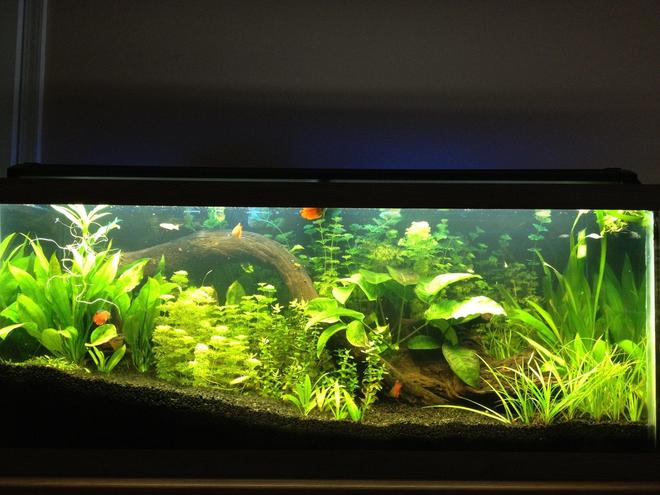 125 gallons planted tank (mostly live plants and fish) - 75 Gallon with Angels, Dwarf Gourami's, Danios, Blue Rams, and Guppies