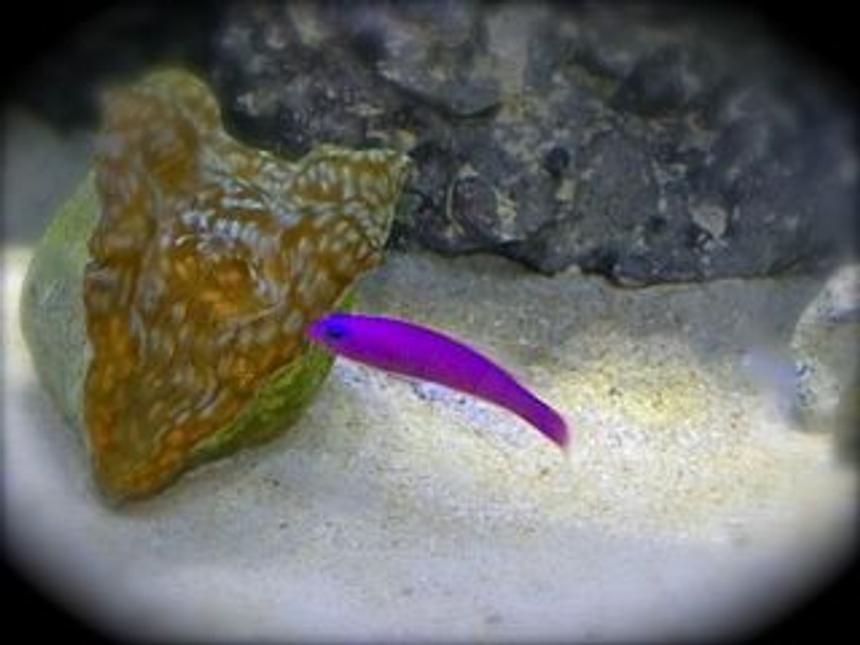 Rated #22: Saltwater Fish - Pseudochromis Porphyreus - Purple Dottyback Stocking In 75 Gallons Tank - Purple Pseudo taunting my Derasa clam!