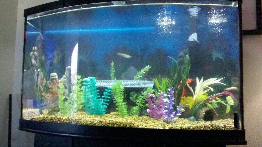 Rated #3595: 55 Gallons Freshwater Fish Tank - 55 gallon tank with various non living plants as well as tropical freshwater fish.