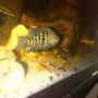 freshwater fish - herichthys cynoguttatus - texas cichlid stocking in 132 gallons tank - Texas (African Jewel)