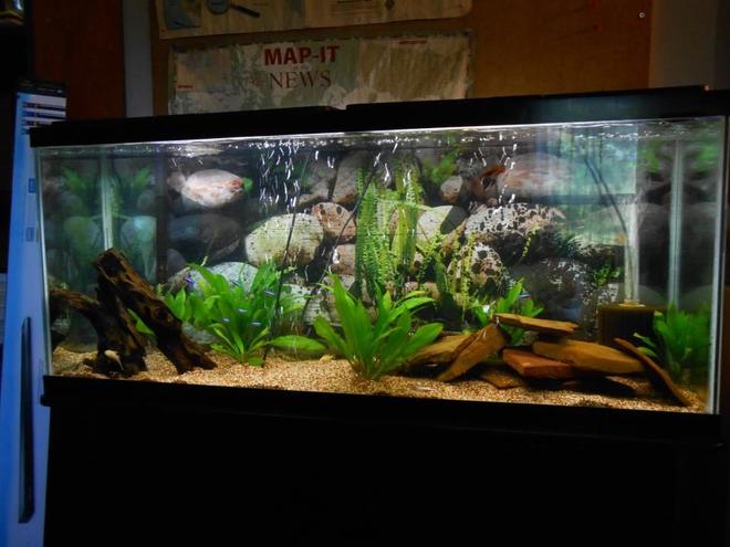 55 gallons planted tank (mostly live plants and fish) - 55 gallon tank with 11 cardinal tetras, 1 male black orchid betta, 2 female bettas, 1 gold ram and 1 electric blue ram. 6 amazon sword plants