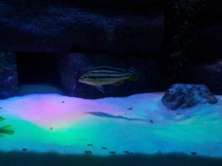 Rated #88: Freshwater Fish - Melanochromis Auratus - Auratus Cichlid Stocking In 55 Gallons Tank - Cichlid