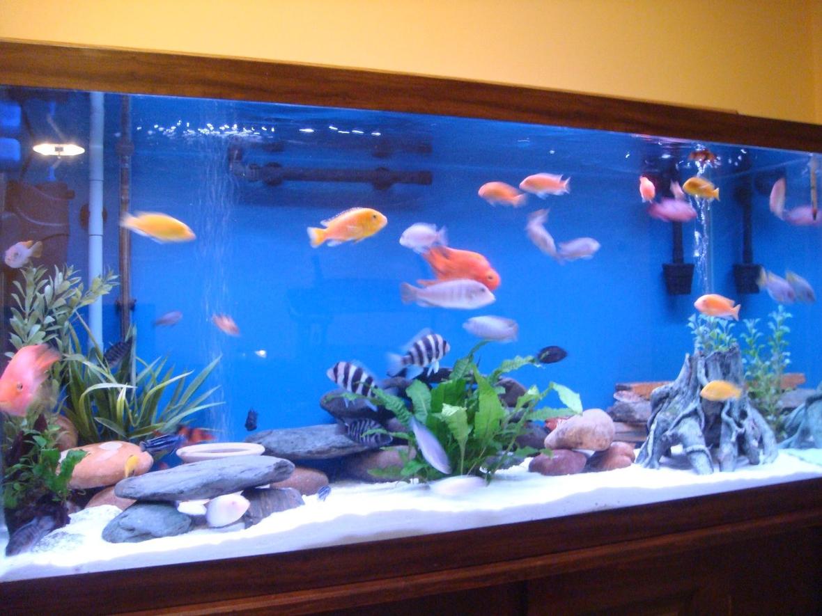 fish tank picture - 90 Gallon Cichlids tank 060912