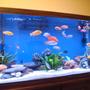fish tank picture - 90 Gallon Cichlids tank 060912