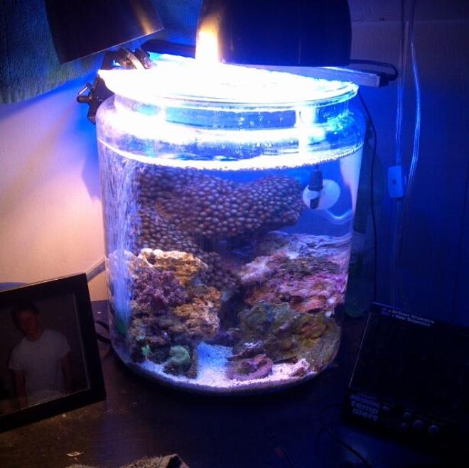 2 gallons reef tank (mostly live coral and fish) - my 2 gallon cookie jar reef!