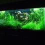 180 gallons planted tank (mostly live plants and fish) - 180G Planted Discus Tank