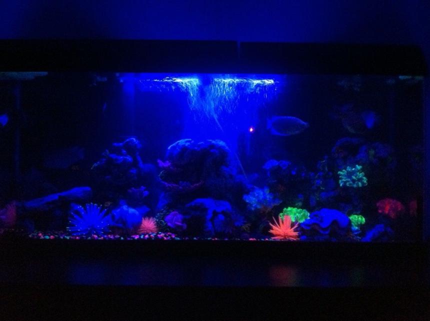 Rated #2736: 55 Gallons Freshwater Fish Tank - i will take one in the morning where you can see all the fish better