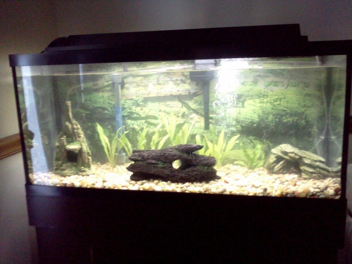 fish tank picture - Freshwater Tank