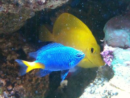 saltwater fish - chrysiptera parasema - yellowtail damselfish stocking in 125 gallons tank - yellow tail damsel