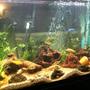200 gallons freshwater fish tank (mostly fish and non-living decorations) - fish