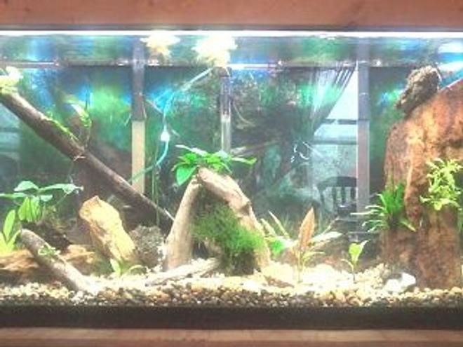 55 gallons planted tank (mostly live plants and fish) - 55gal