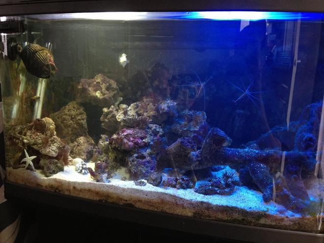 22 gallons saltwater fish tank (mostly fish, little/no live coral) - Here I have my fishbox currently housing:

1 Piccaso Triggerfish
1 Dwarf Zebra Lionfish
1 Aptasia Eating Filefish
1 Blue Spot Goby
1 Sand Shifting Starfish
2 Cleaner Shrimp
1 Peppermint Shrimp
1 Pistol Shrimp
3 Hermit Crabs

All very happy at the moment and enjoying their tank.
