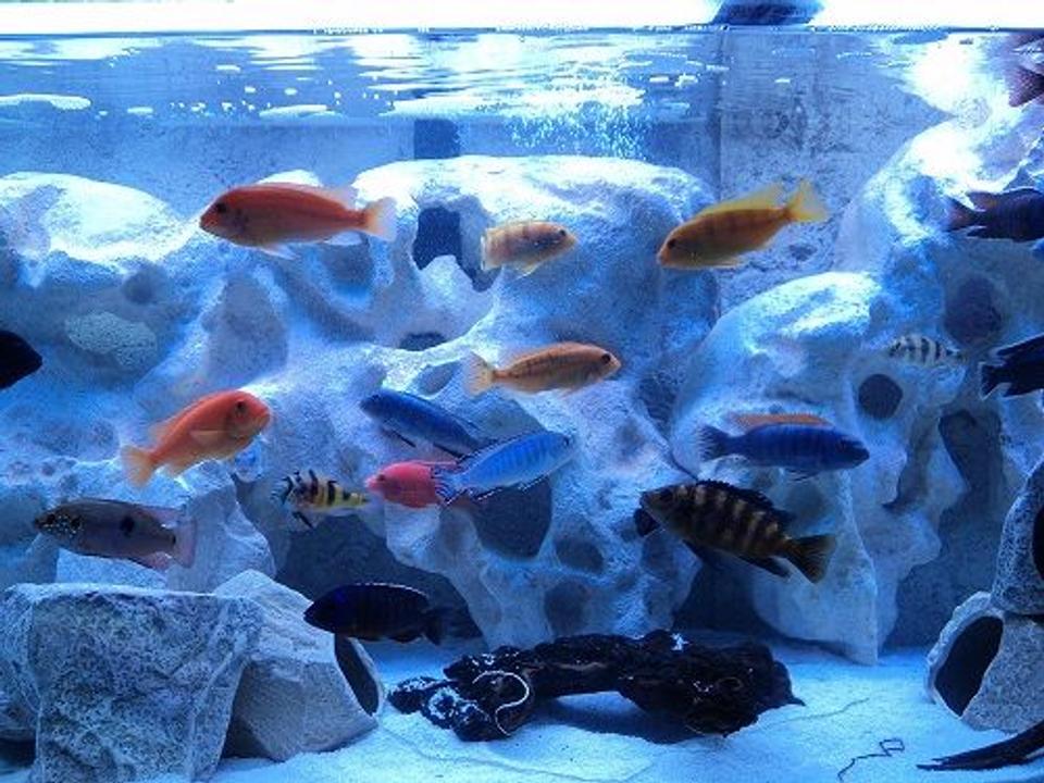 freshwater fish - archocentrus nigrofasciatus - black convict cichlid stocking in 125 gallons tank