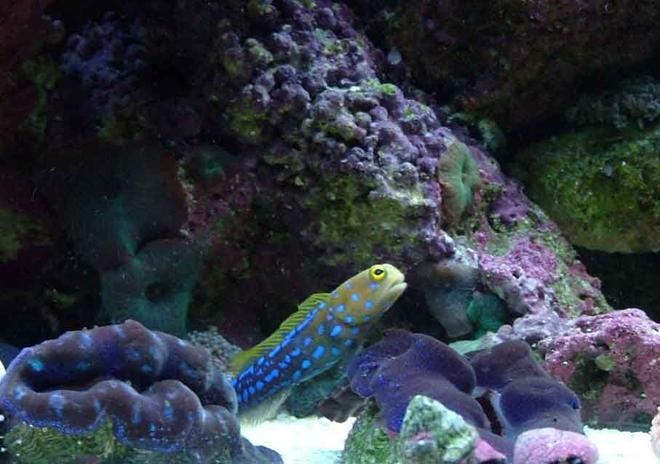 saltwater fish - opistognathus rosenblatti - jawfish, blue dot stocking in 120 gallons tank - jawfish