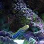 saltwater fish - opistognathus rosenblatti - jawfish, blue dot stocking in 120 gallons tank - jawfish