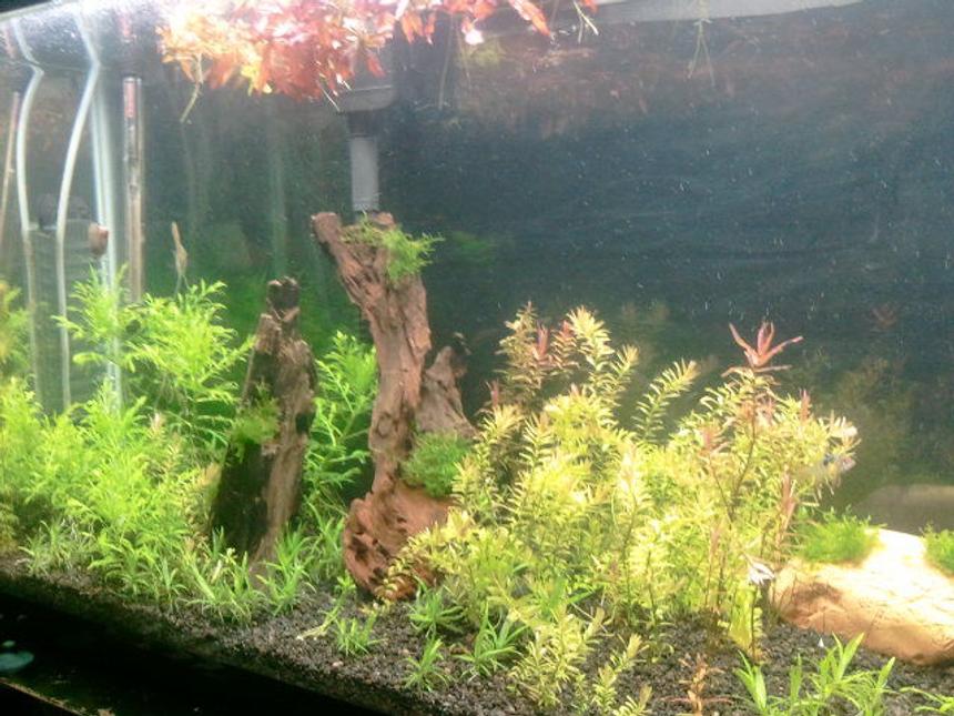 Rated #110: 29 Gallons Planted Tank - my first planted tank 29 gallons