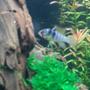 freshwater fish - papiliochromis ramirezi - german blue ram stocking in 29 gallons tank - my gbr male