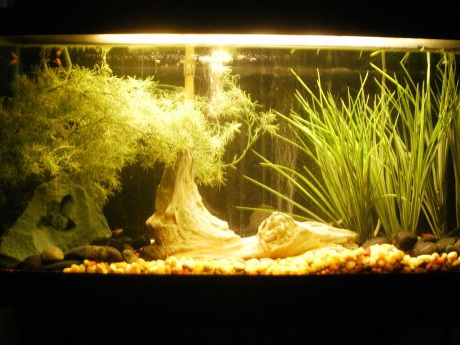 30 gallons freshwater fish tank (mostly fish and non-living decorations) - n