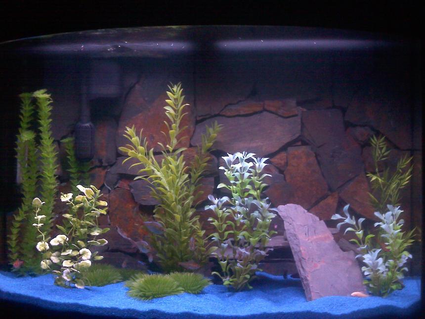 Rated #2429: 37 Gallons Freshwater Fish Tank - fish tank