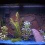 37 gallons freshwater fish tank (mostly fish and non-living decorations) - fish tank