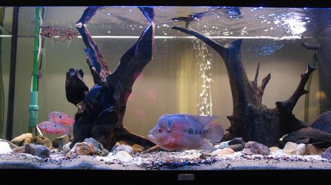 60 gallons freshwater fish tank (mostly fish and non-living decorations) - Our tank, with fish... there is our flowerhorn, a catfish, some butterfly fish, and some chiclid rams :) and a pleco!