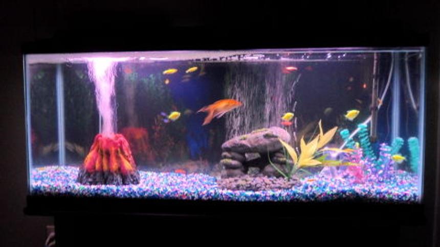 Rated #3991: 55 Gallons Freshwater Fish Tank - glo fish and neons plus 1 goldfish