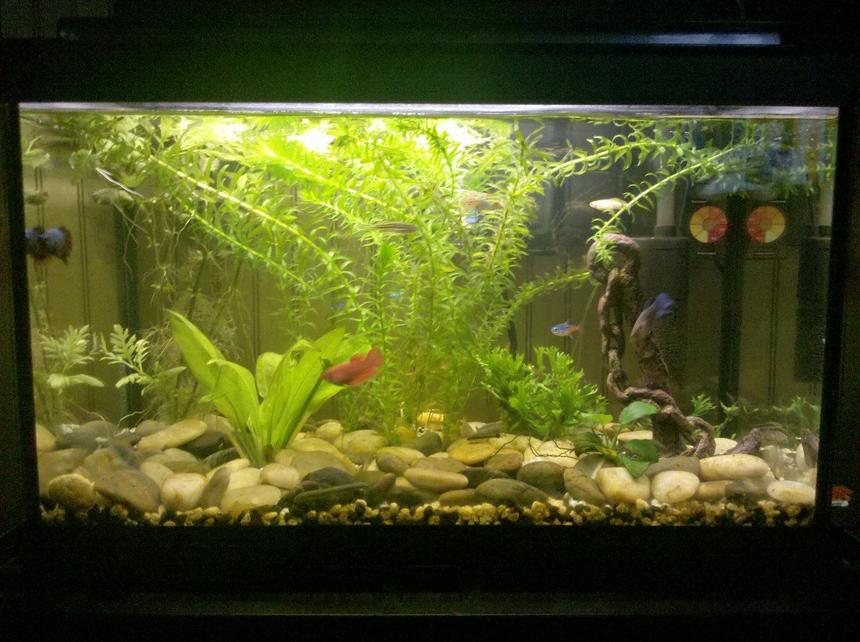 Rated #123: 10 Gallons Planted Tank - First tank.  Ten gallon.