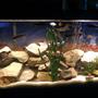 55 gallons freshwater fish tank (mostly fish and non-living decorations) - This is my tank as currently set up. What do you guys think?