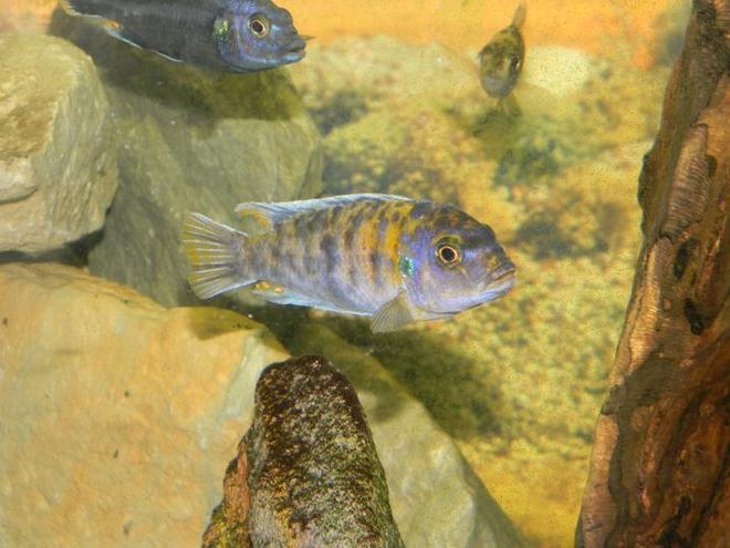 freshwater fish - labeotropheus fuelleborni - fuelleborni cichlid, orange blossom stocking in 55 gallons tank - Cant wait until his color REALLY starts to pop. Nice looking guy so early.