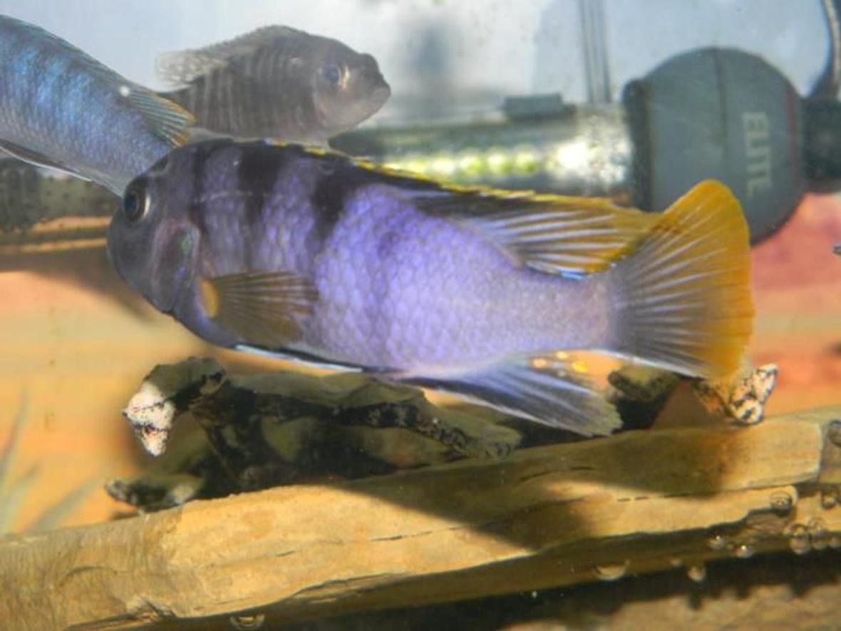 freshwater fish - iodotropheus sprengerae - rusty cichlid stocking in 55 gallons tank - One of my favorites. Love the purple and yellow.