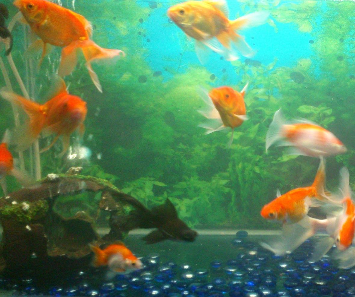 25 gallons freshwater fish tank (mostly fish and non-living decorations) - my goldfish tank