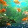 25 gallons freshwater fish tank (mostly fish and non-living decorations) - my goldfish tank