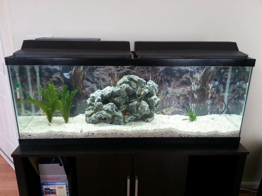 Rated #3318: 50 Gallons Freshwater Fish Tank - My New 50 Gallon Tank