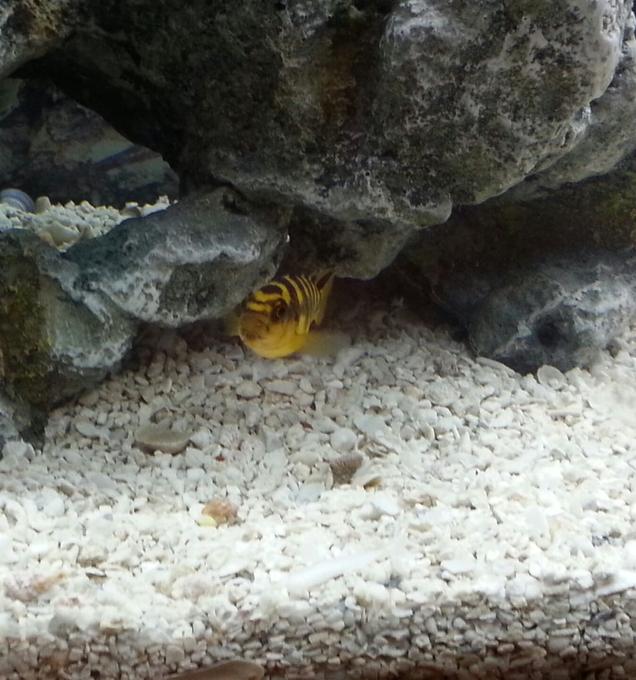 freshwater fish - pseudotropheus crabro - bumblebee cichlid stocking in 50 gallons tank - Bumble Bee Cichlid