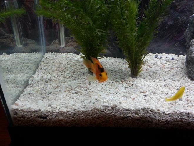 freshwater fish - heros severus x amphilophus citrinellum - blood parrot stocking in 50 gallons tank - Parrot Cichlid