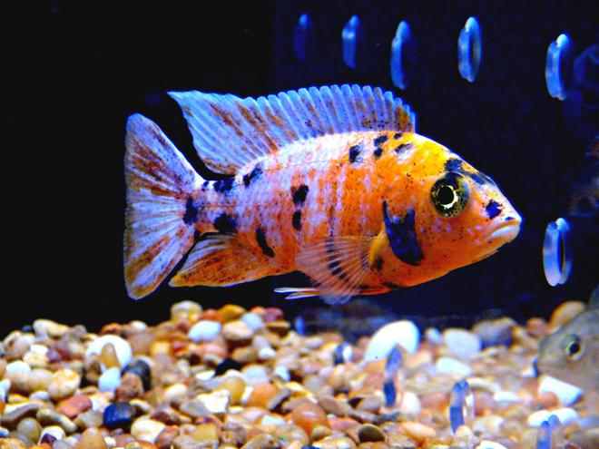 125 gallons saltwater fish tank (mostly fish, little/no live coral) - Orange Splash OB Peacock