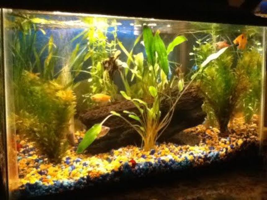 Rated #111: 10 Gallons Planted Tank - 10 gal planted tank..5 angel fish & 5 fruitberrie barbs..my first planted tank :)