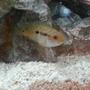 freshwater fish - nandopsis salvini - salvini cichlid stocking in 50 gallons tank - More Cichlids