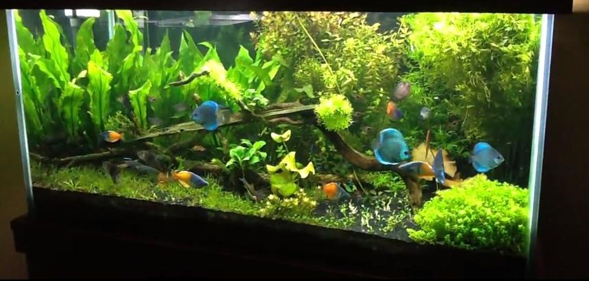 Rated #19: 120 Gallons Planted Tank - 120 gallon fish tank