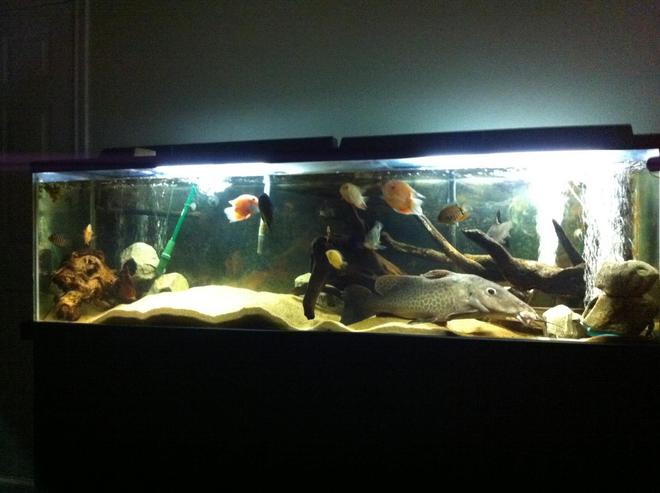 125 gallons freshwater fish tank (mostly fish and non-living decorations) - My 125gallon