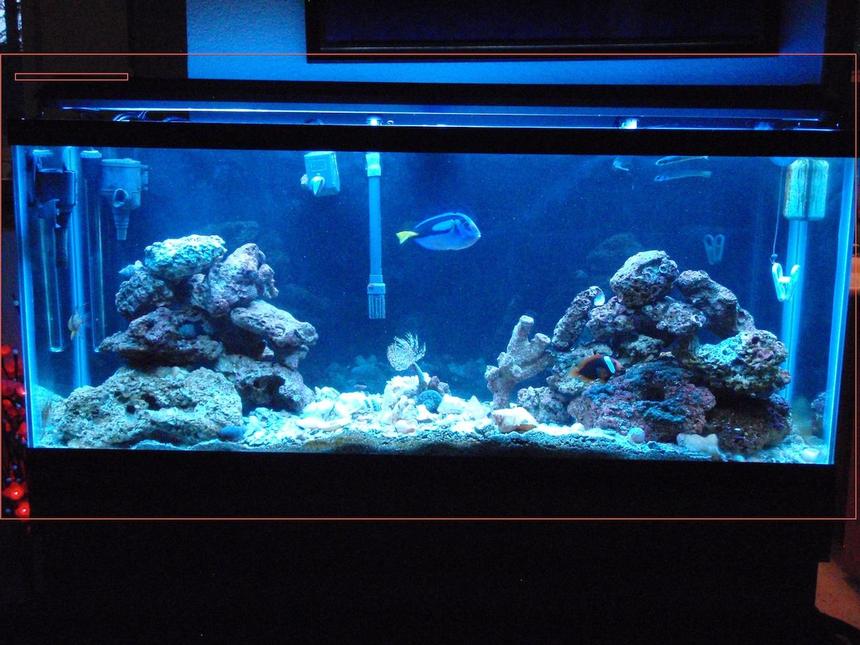 Rated #22: 55 Gallons Saltwater Fish Tank - MY tank. Most thing in there are at least 2 years old. However, I have only had it for 3 months. I added the feather duster, 2 zebra gobies and 5 turbo snails, and a hermit crab.