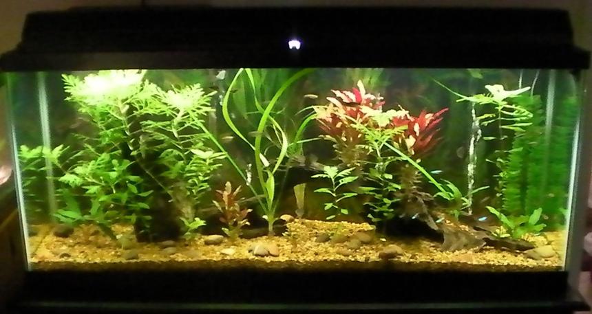 Rated #1144: 55 Gallons Planted Tank - most recent