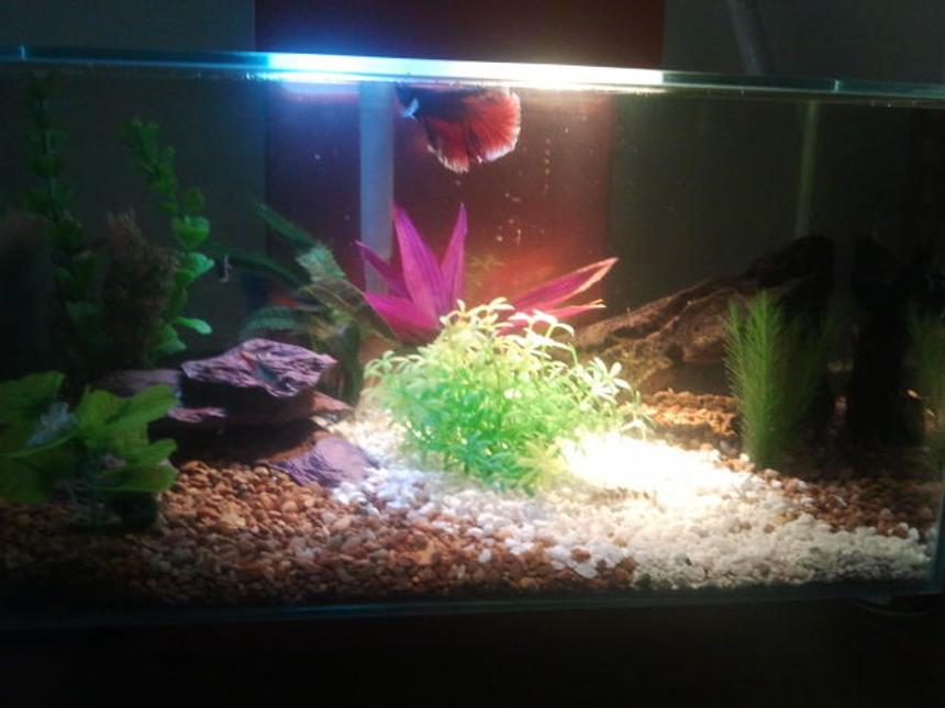 Rated #3114: 5 Gallons Freshwater Fish Tank