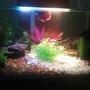 5 gallons freshwater fish tank (mostly fish and non-living decorations)