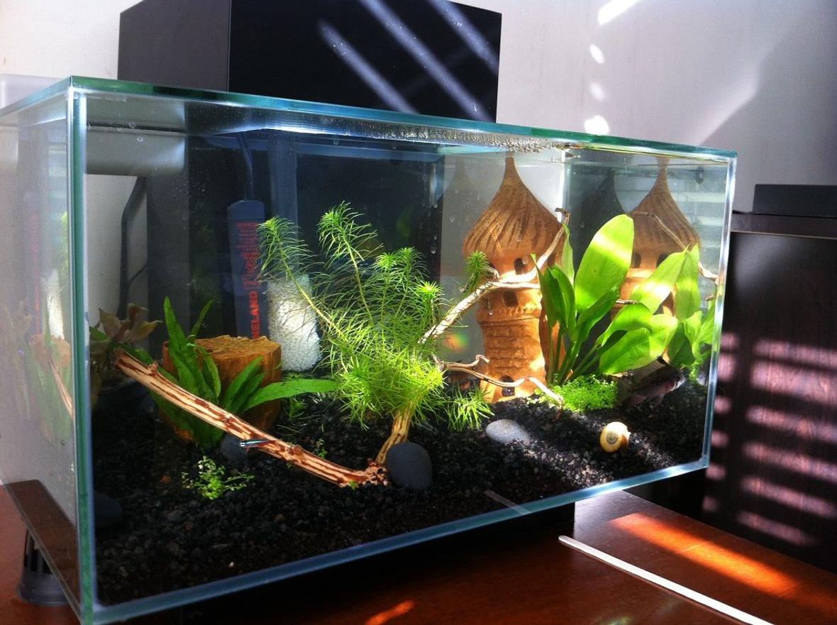 fish tank picture - In The sun Light